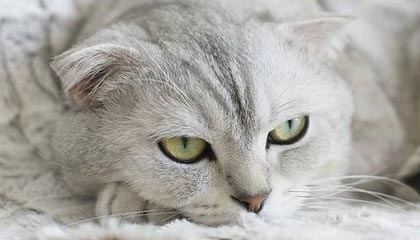 苟仲文：从苟局到仲文同志的蜕变之路